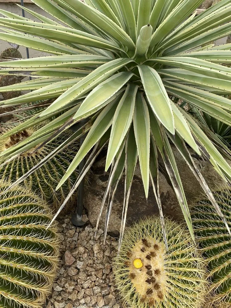 Professional yard maintenance in Peoria, AZ by Victor's Landscaping