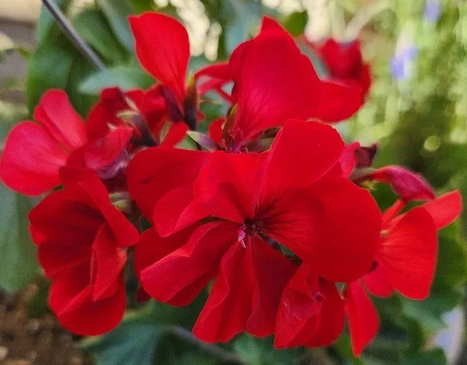 Expert landscape design for outdoor upgrades across Peoria, AZ - Victor's Landscaping