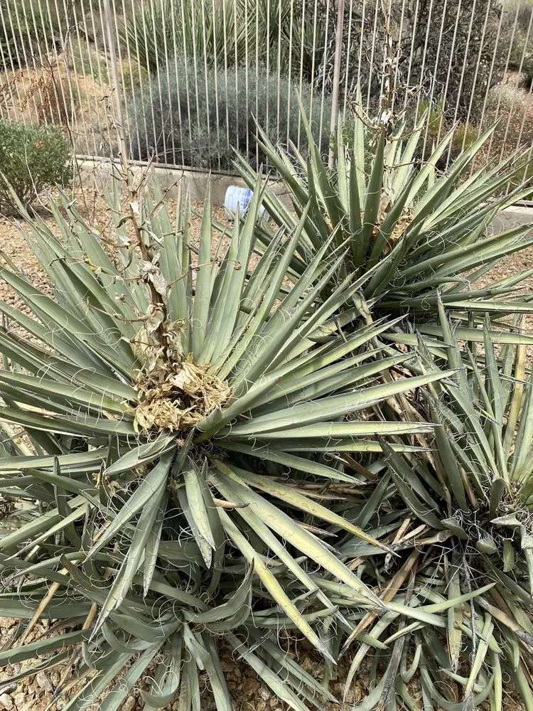 Reliable garden landscaping for outdoor upgrades across Peoria, AZ - Victor's Landscaping