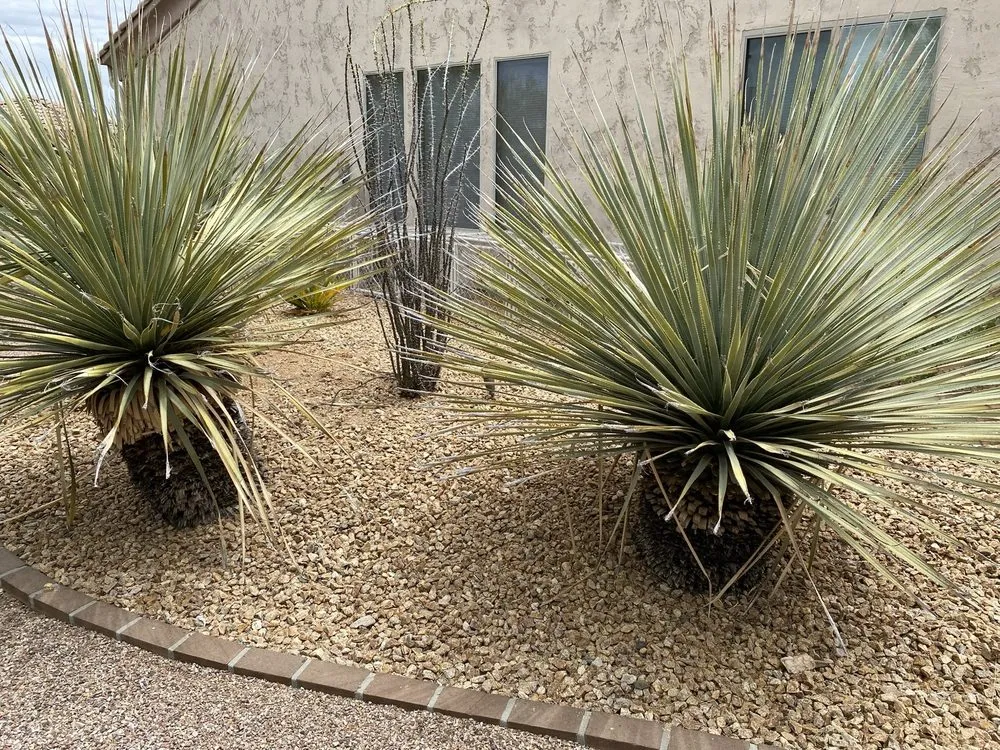 Expert yard maintenance in Peoria, AZ - Victor's Landscaping