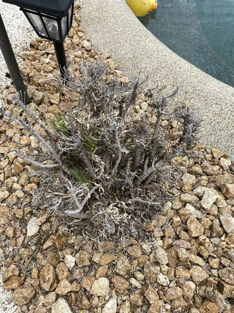 Trusted landscape installation in Peoria, AZ - Victor's Landscaping