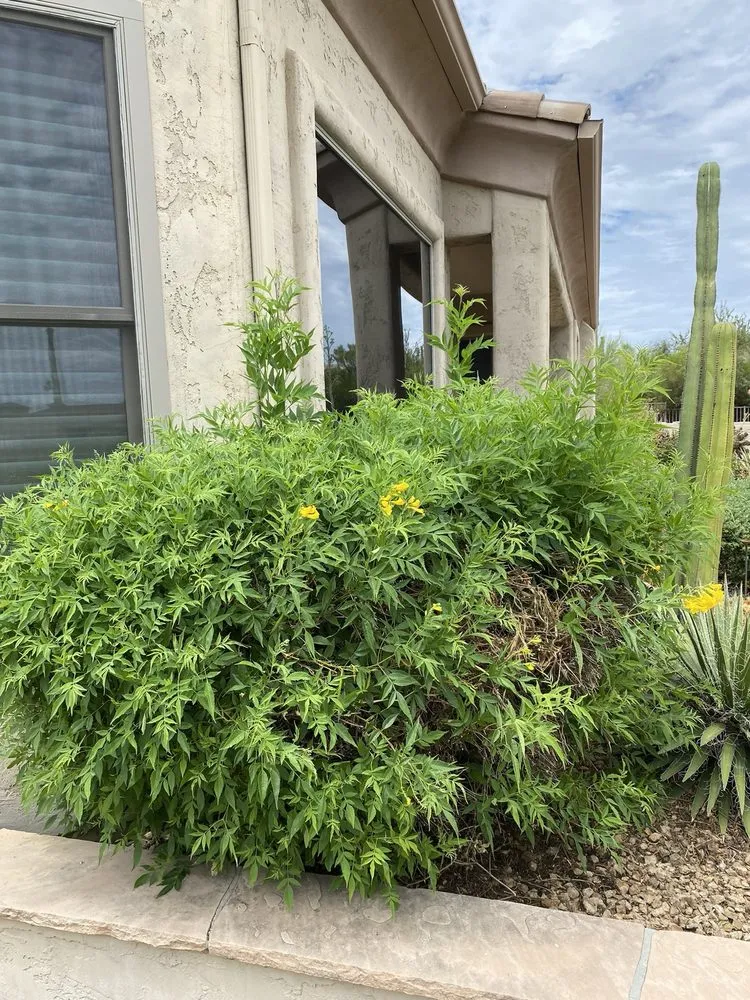 Reliable lawn mowing service for year-round maintenance across Peoria, AZ - Victor's Landscaping