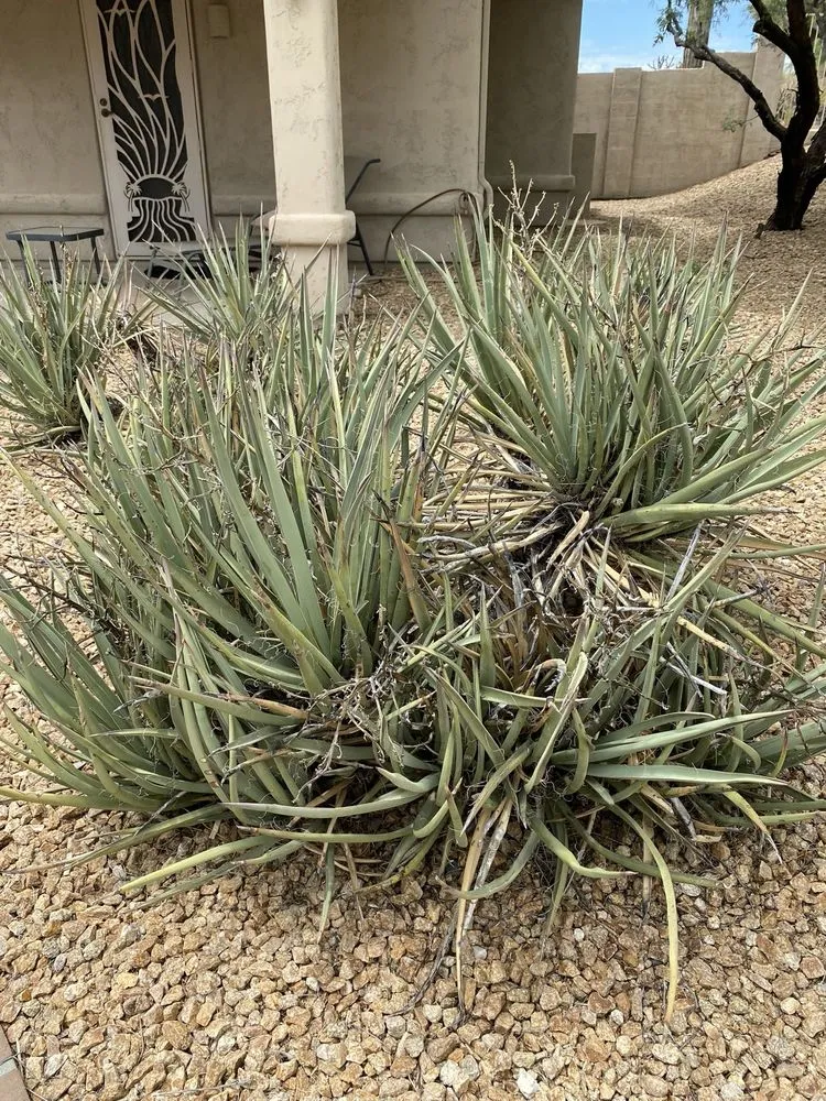 Top-rated garden landscaping for year-round maintenance across Peoria, AZ - Victor's Landscaping