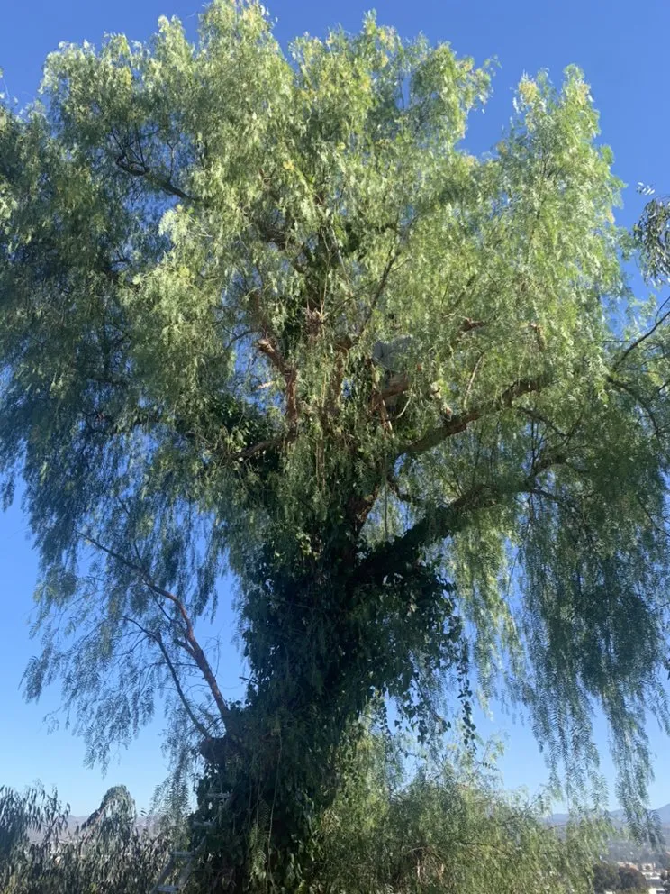 Custom yard cleanup service near you in El Cajon, CA by Victor’s Lawn Care & Lanscaping