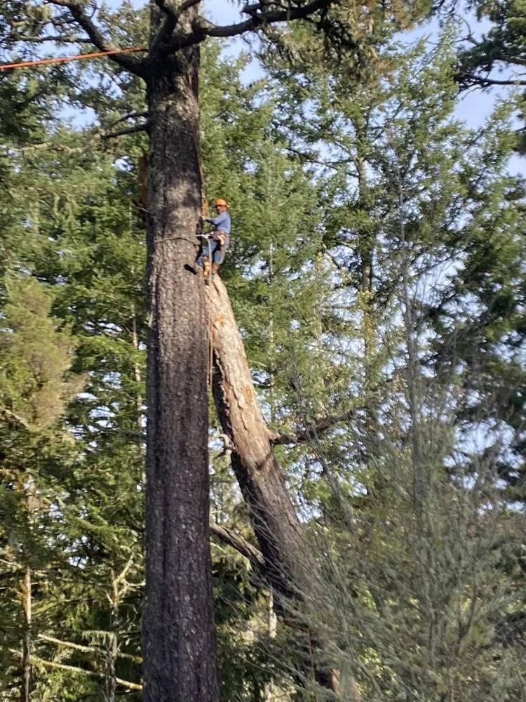 Custom lawn mowing service in East Palo Alto, CA by Victor’s Tree Service