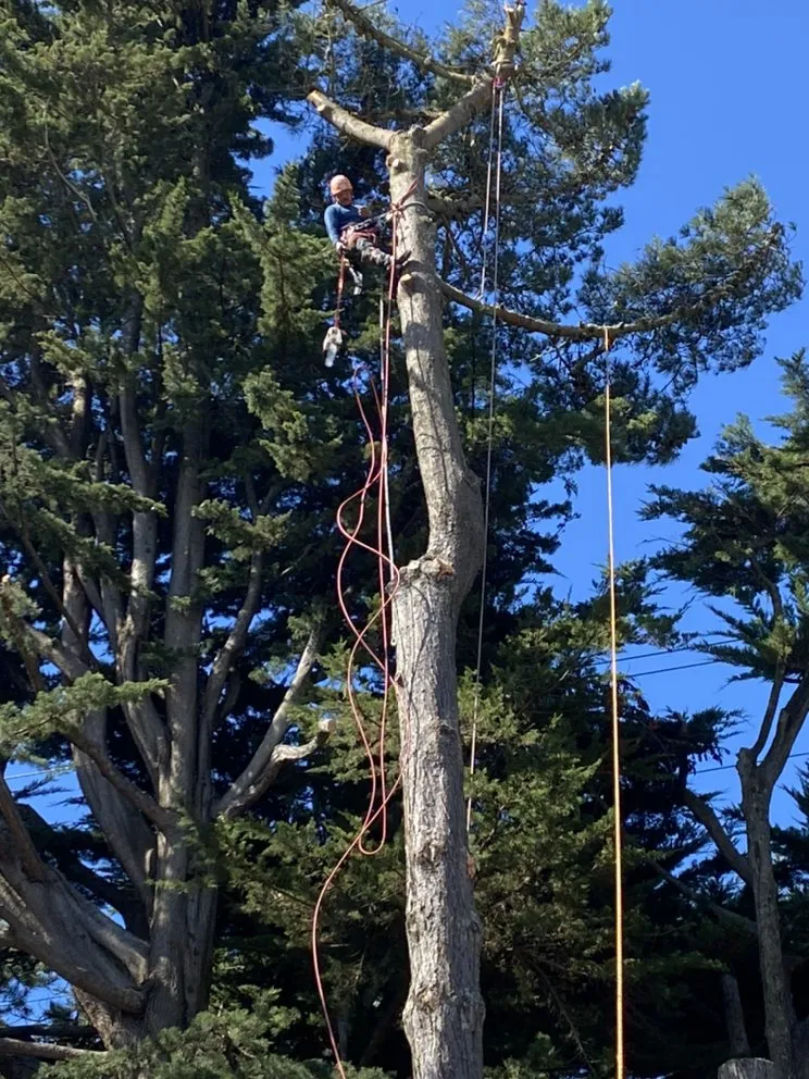 Professional landscaping services experts serving East Palo Alto, CA - Victor’s Tree Service