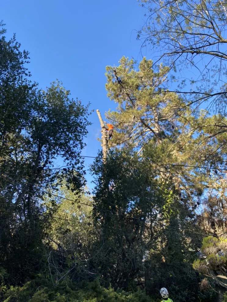 Reliable residential landscaping with custom design across East Palo Alto, CA - Victor’s Tree Service