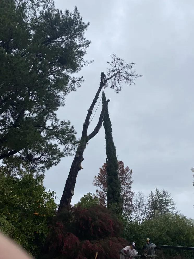 Custom landscape installation for beautiful yards across East Palo Alto, CA - Victor’s Tree Service