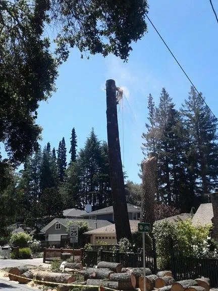 Affordable yard cleanup service experts serving East Palo Alto, CA - Victor’s Tree Service