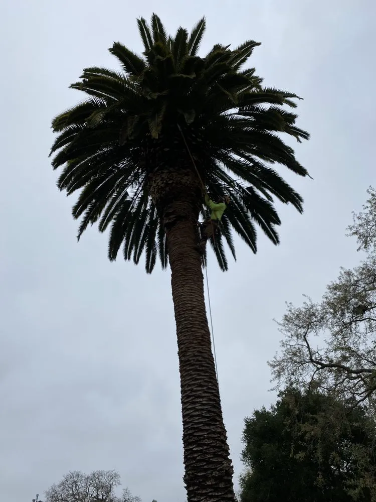 Top-rated landscape installation near you in East Palo Alto, CA by Victor’s Tree Service