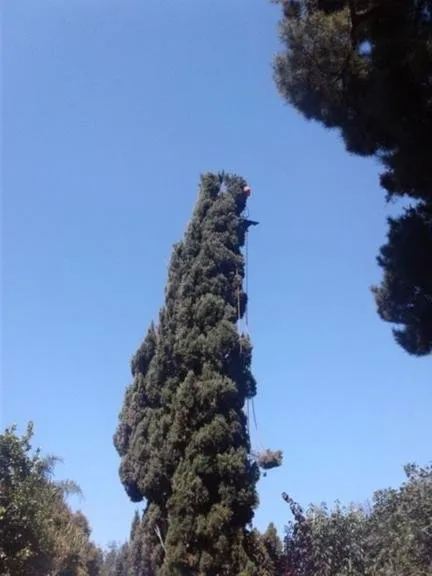 Top-rated yard cleanup service experts serving East Palo Alto, CA - Victor’s Tree Service