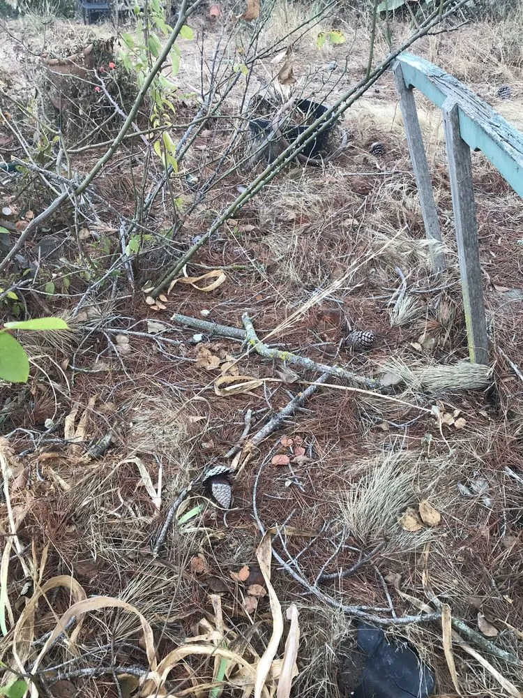 Local yard maintenance experts serving East Palo Alto, CA - Victor’s Tree Service