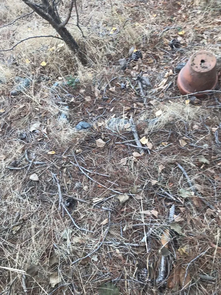 Affordable outdoor landscaping in East Palo Alto, CA by Victor’s Tree Service