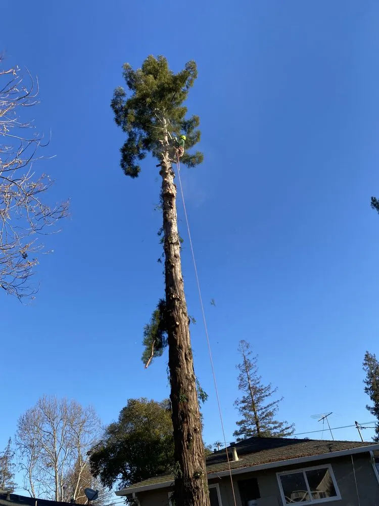 Professional lawn mowing service with custom design across East Palo Alto, CA - Victor’s Tree Service