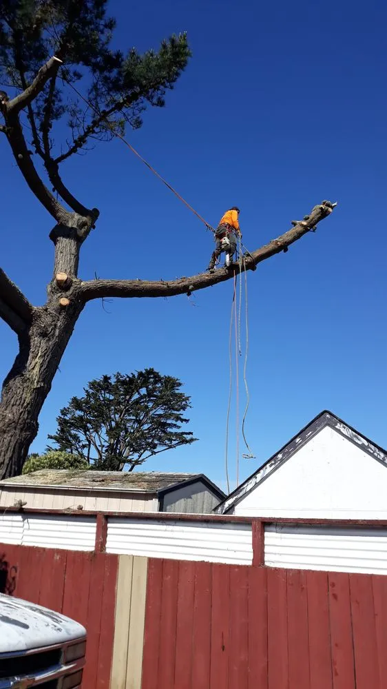 Professional landscape installation in East Palo Alto, CA by Victor’s Tree Service