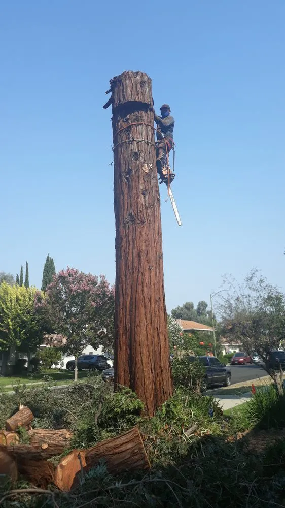 Reliable yard maintenance with custom design in East Palo Alto, CA by Victor’s Tree Service