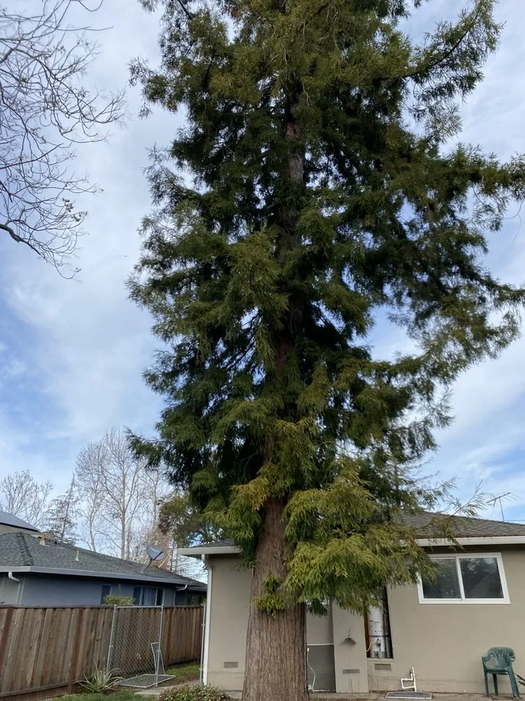 Custom garden landscaping experts serving East Palo Alto, CA - Victor’s Tree Service