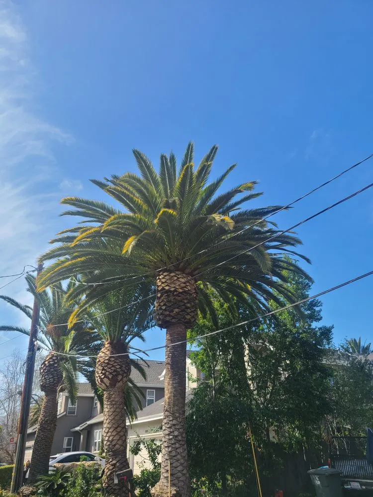 Professional landscape installation for residential properties in East Palo Alto, CA by Victor’s Tree Service