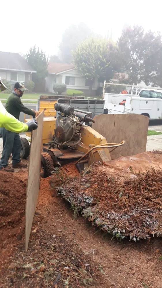 Reliable garden landscaping in East Palo Alto, CA - Victor’s Tree Service