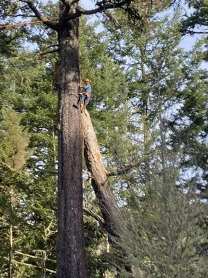 Victor’s Tree Service Logo