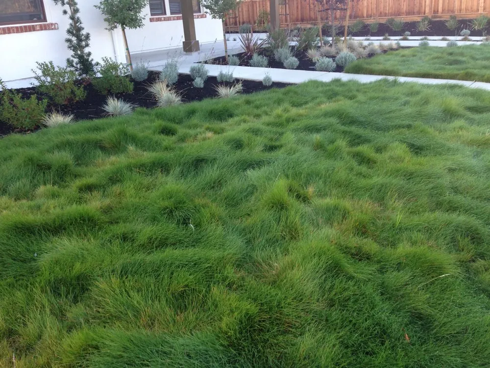 Top-rated landscape installation experts serving San Rafael, CA - Victory Gardens Landscaping