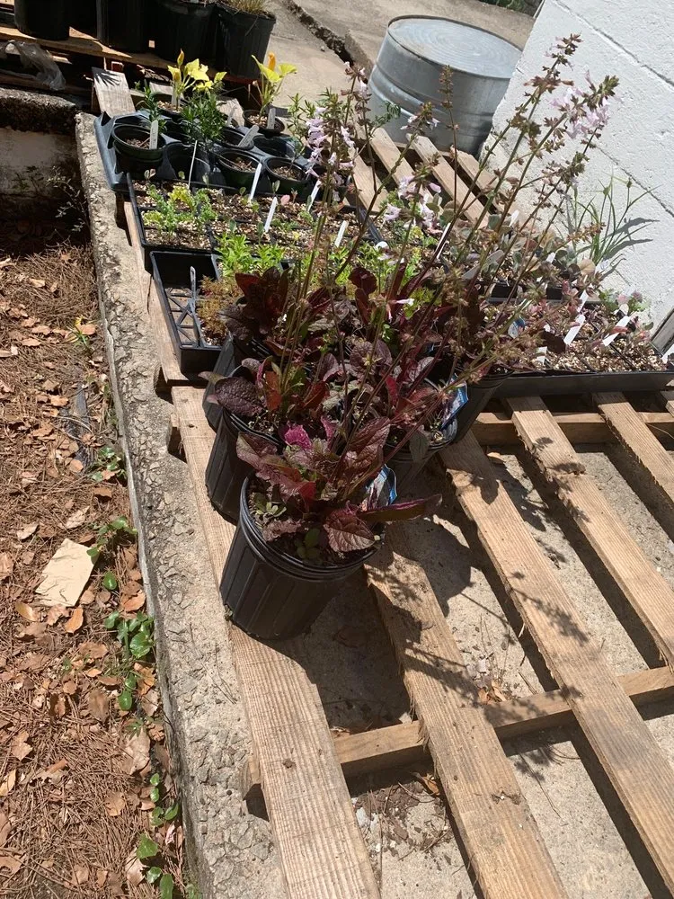 Local yard maintenance for year-round maintenance across Savannah, GA - Victory Gardens