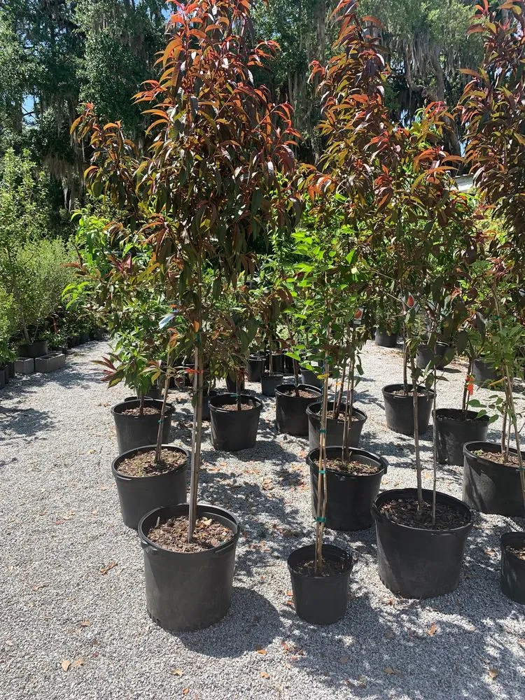 Reliable outdoor landscaping in Savannah, GA - Victory Gardens