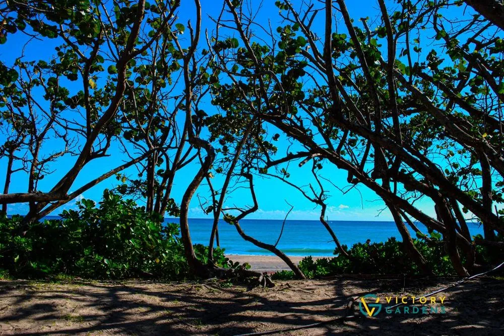 Affordable yard cleanup service in West Palm Beach, FL by Victory Gardens