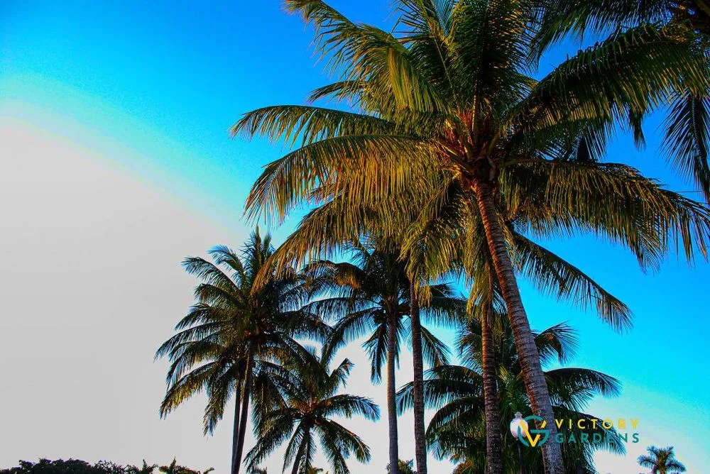 Custom garden landscaping for residential properties in West Palm Beach, FL by Victory Gardens