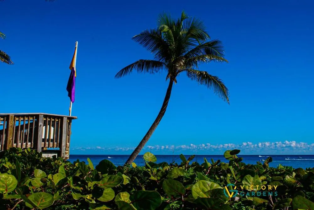 Professional residential landscaping for beautiful yards in West Palm Beach, FL by Victory Gardens