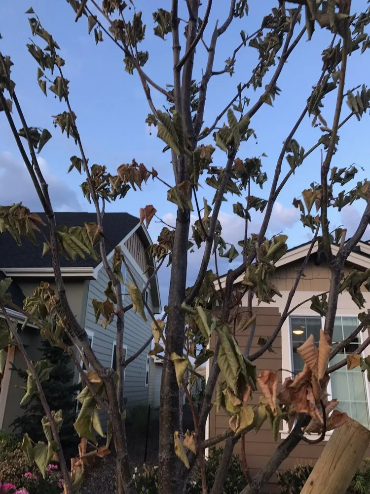 Trusted yard cleanup service in Meridian, ID by Victory Greens