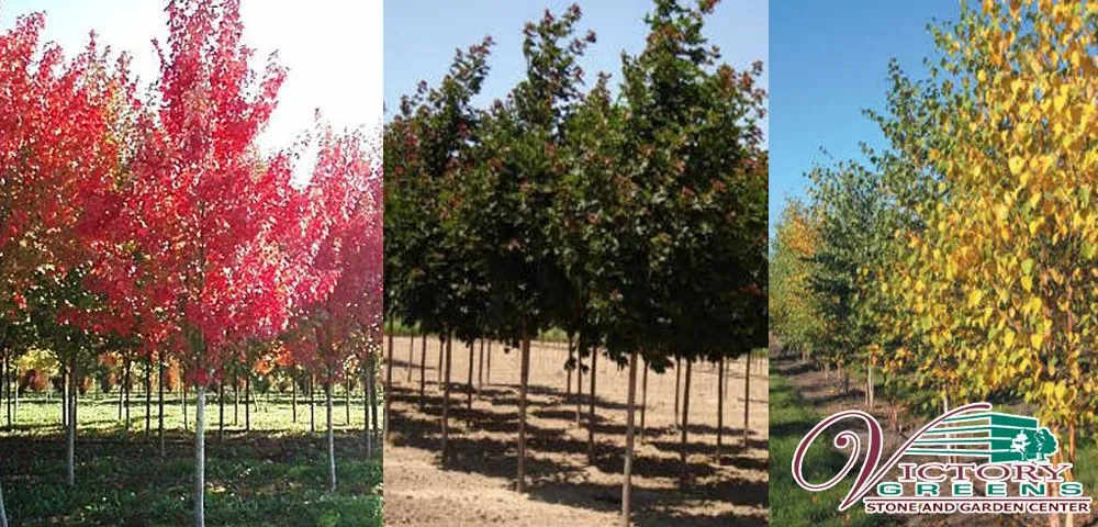 Custom lawn care service experts serving Meridian, ID - Victory Greens