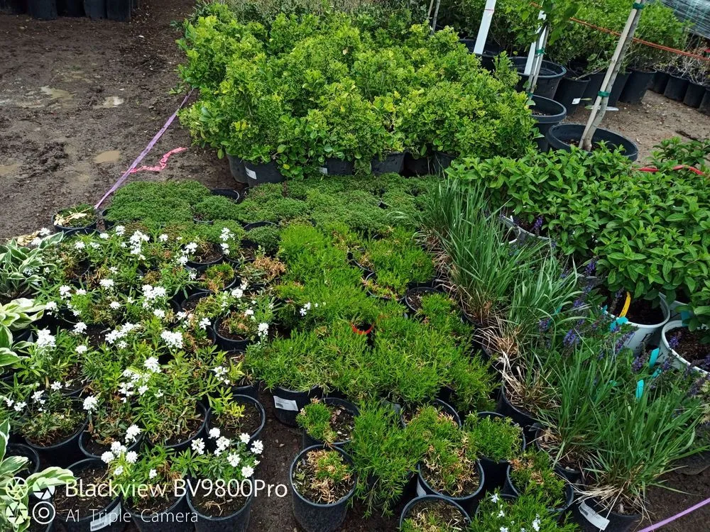 Professional yard maintenance experts serving Meridian, ID - Victory Greens