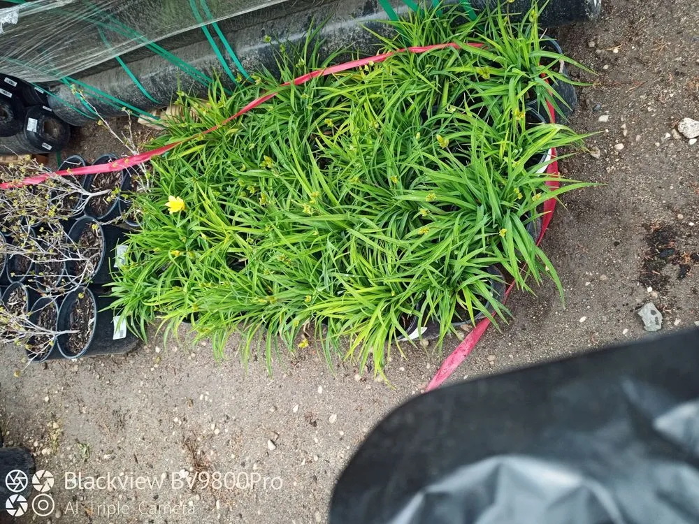 Expert outdoor landscaping for year-round maintenance in Meridian, ID by Victory Greens