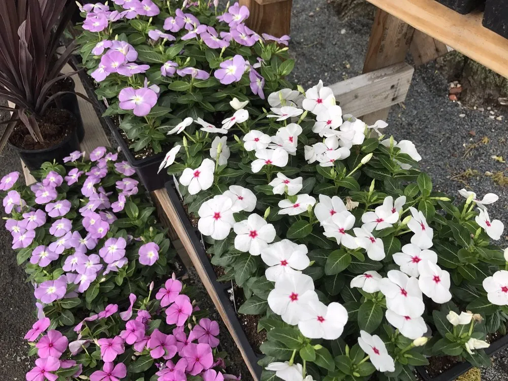 Custom lawn mowing service for beautiful yards in Staten Island, NY by Victory Nursery & Landscaping