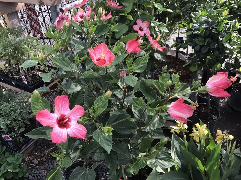 Trusted lawn care service in Staten Island, NY - Victory Nursery & Landscaping