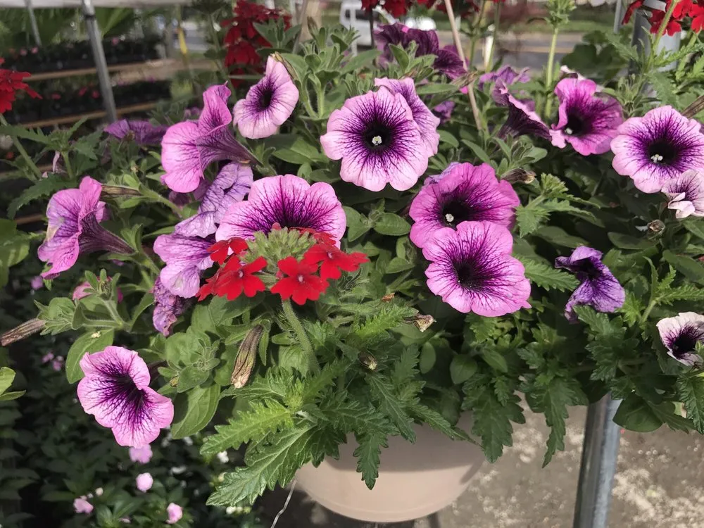 Top-rated garden landscaping for beautiful yards across Staten Island, NY - Victory Nursery & Landscaping