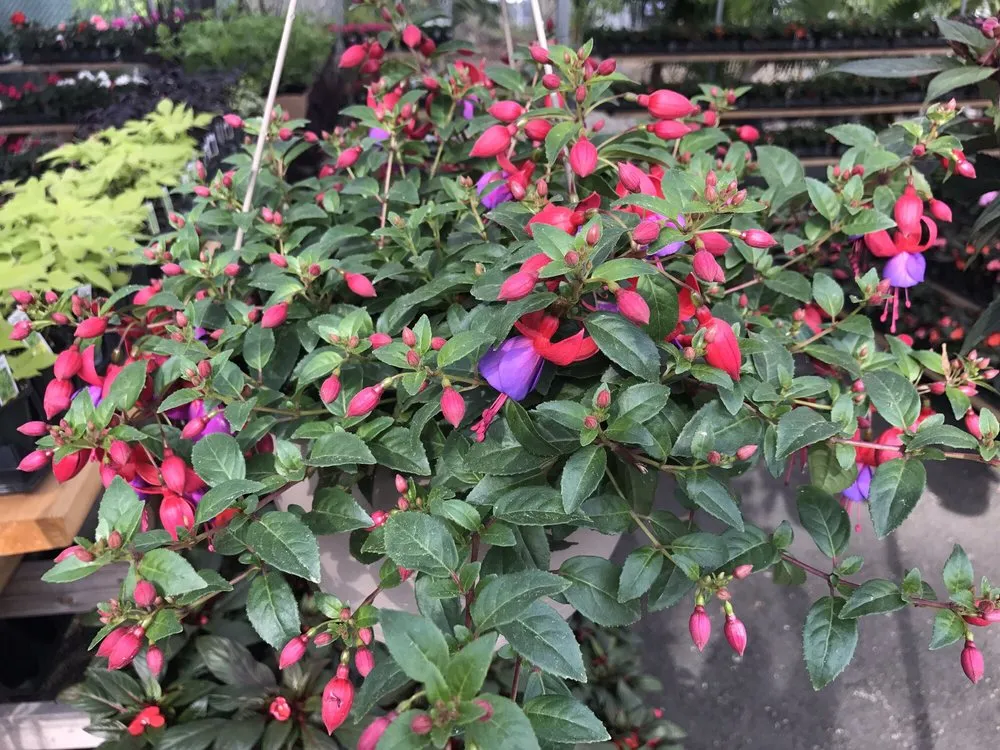 Expert yard maintenance near you across Staten Island, NY - Victory Nursery & Landscaping