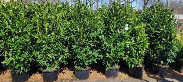 Victory Nursery & Landscaping Logo