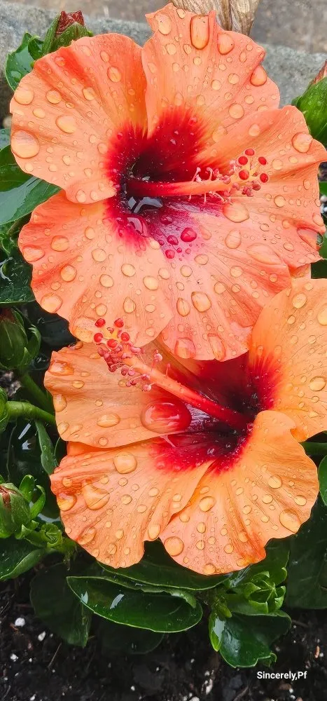 Affordable outdoor landscaping for outdoor upgrades across York, SC - Vida Green Landscaping