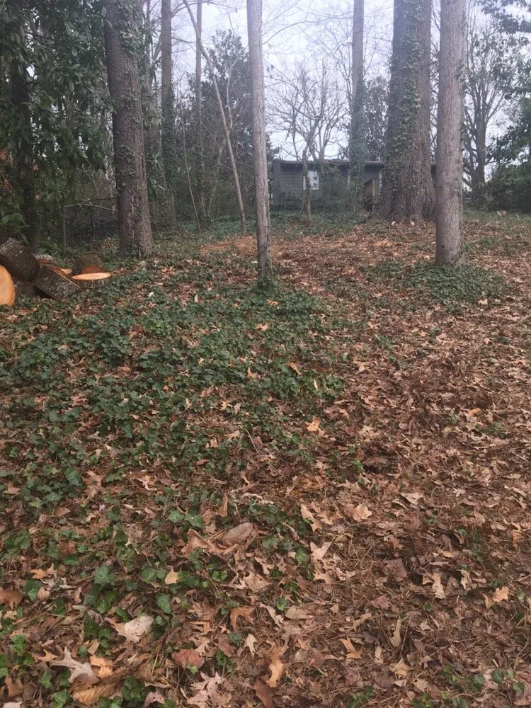 Expert landscape design experts serving Atlanta, GA - Vida Landscape