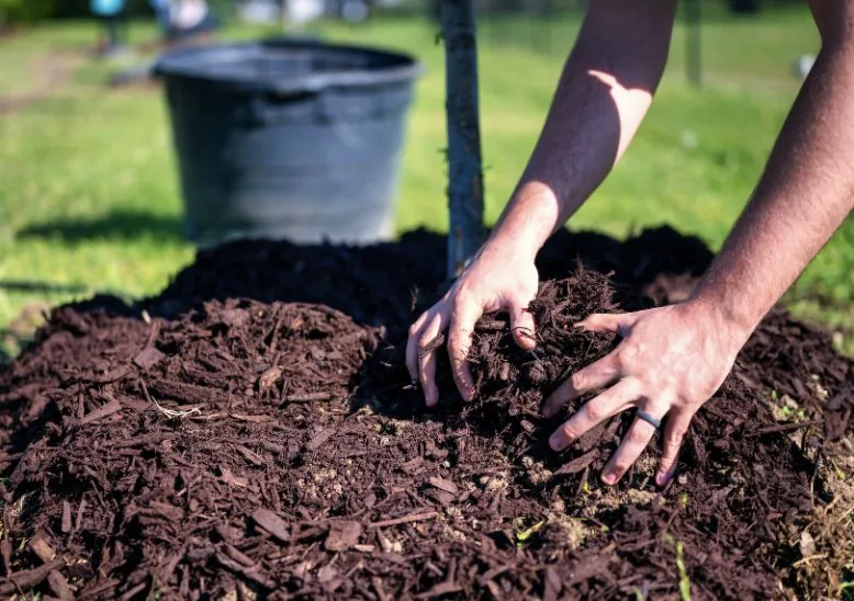 Reliable landscaping services for year-round maintenance in Biloxi, MS by Vida Lawn Care