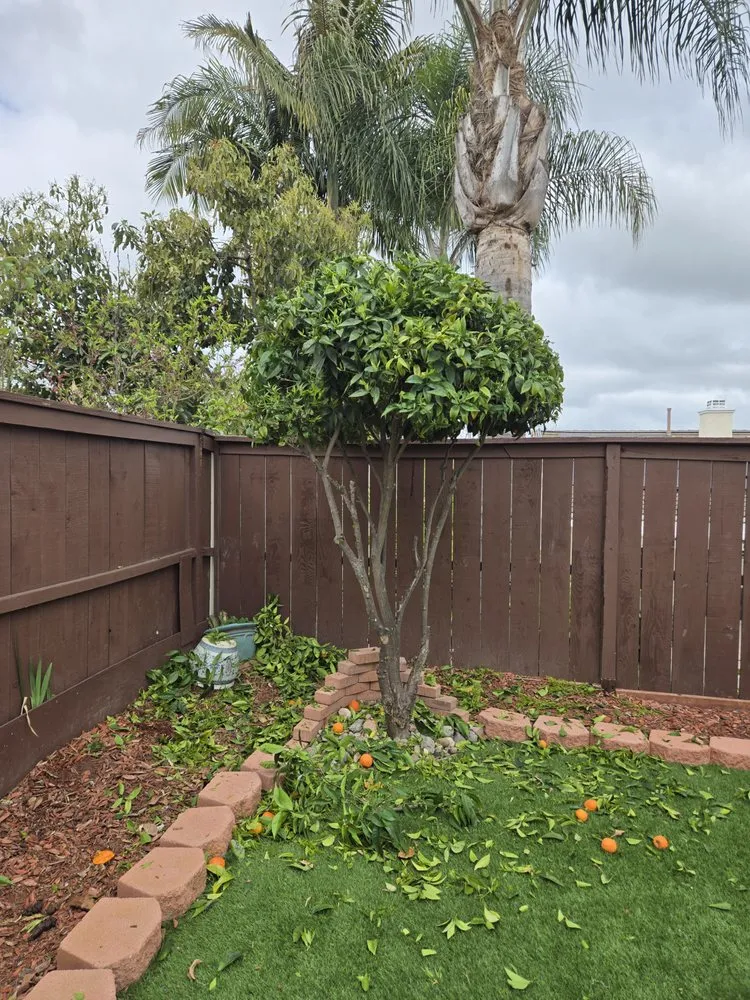 Expert yard cleanup service for outdoor upgrades in Fallbrook, CA by Vidal Landscaping