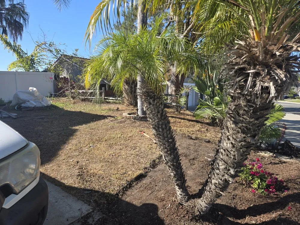 Trusted lawn care service in Fallbrook, CA by Vidal Landscaping