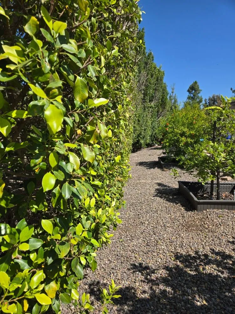 Expert residential landscaping for outdoor upgrades across Fallbrook, CA - Vidal Landscaping
