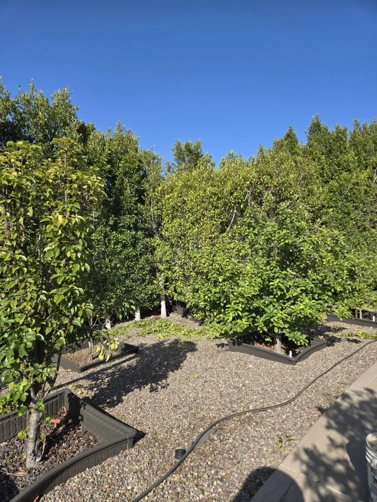 Professional residential landscaping experts serving Fallbrook, CA - Vidal Landscaping