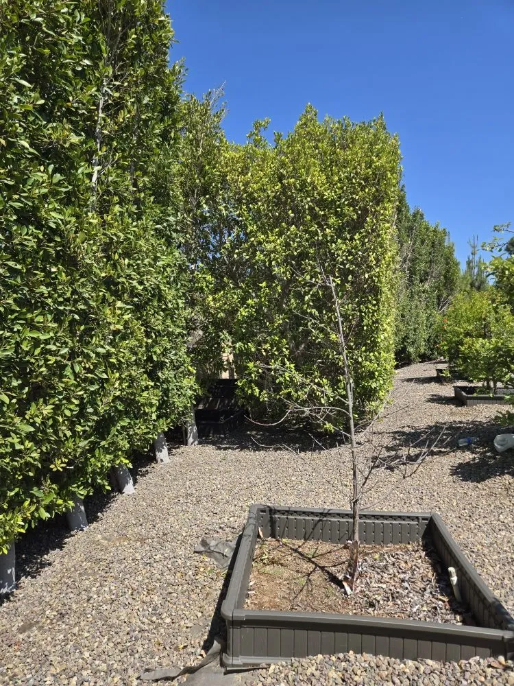 Local yard cleanup service for outdoor upgrades across Fallbrook, CA - Vidal Landscaping