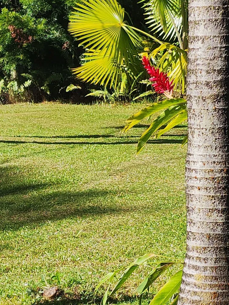 Affordable outdoor landscaping experts serving Pāhoa, HI - Vierra Gardening Maintenance