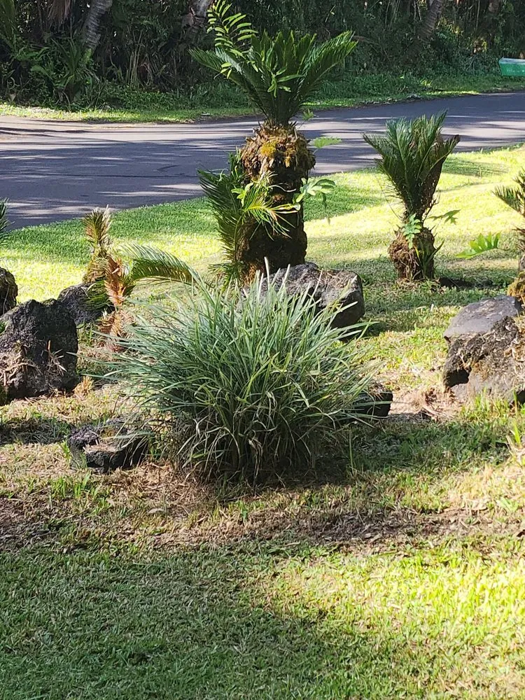 Professional yard cleanup service in Pāhoa, HI by Vierra Gardening Maintenance