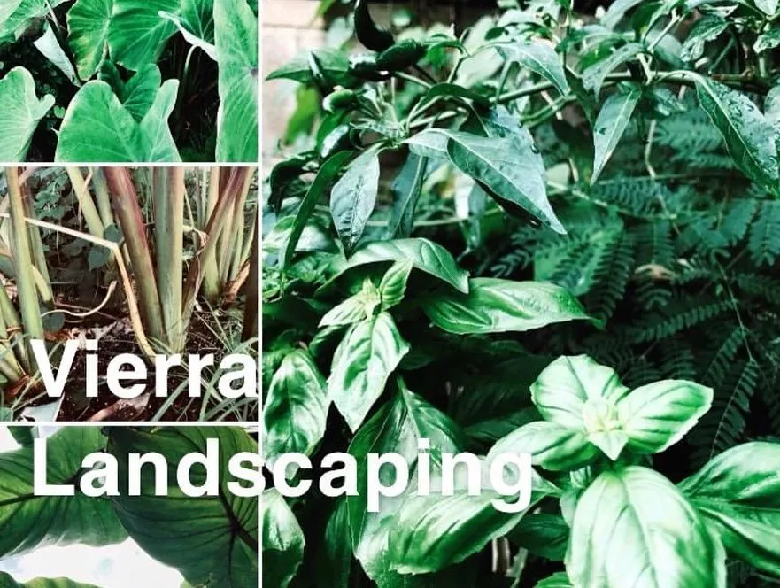 Professional yard maintenance in Waianae, HI by Vierra Landscaping & Nursery